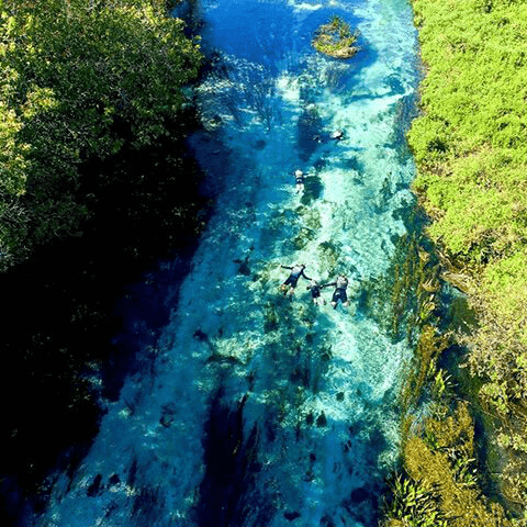 Bonito
